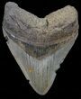 Megalodon Tooth - North Carolina #67307-1